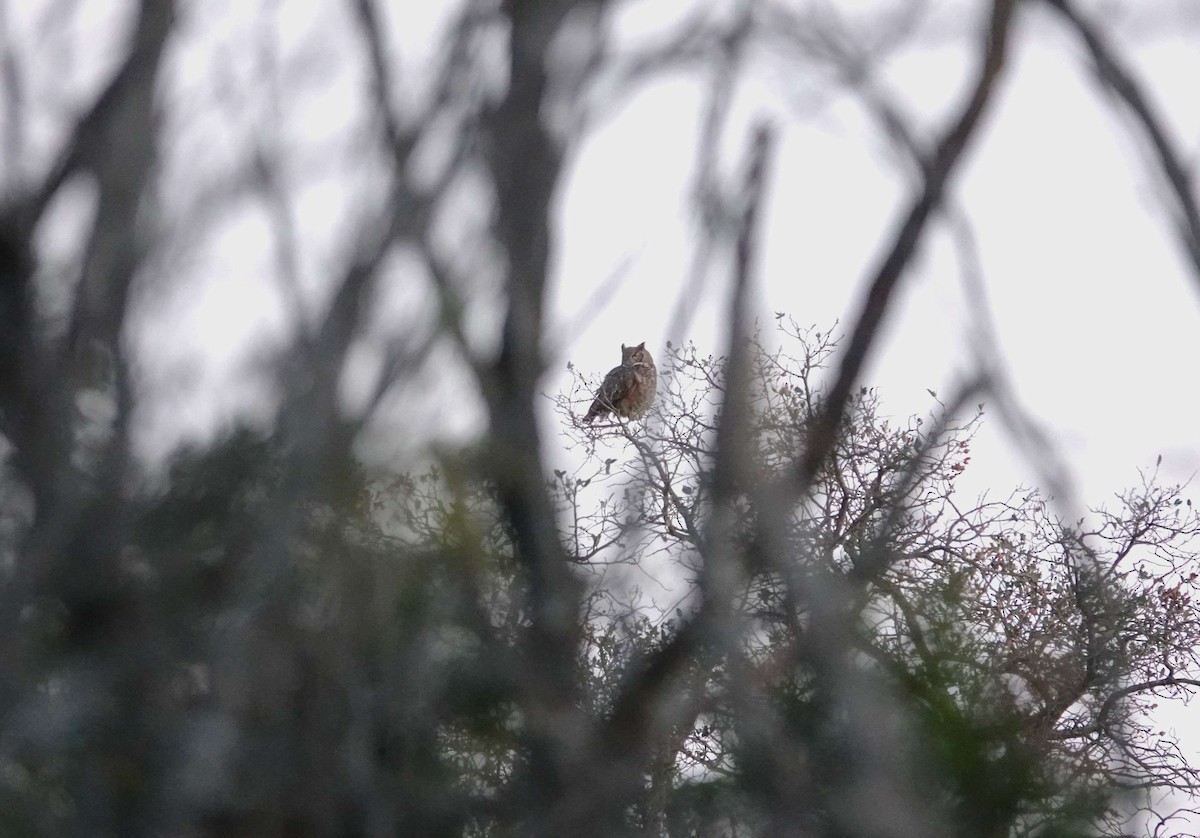 Great Horned Owl - ML612792422