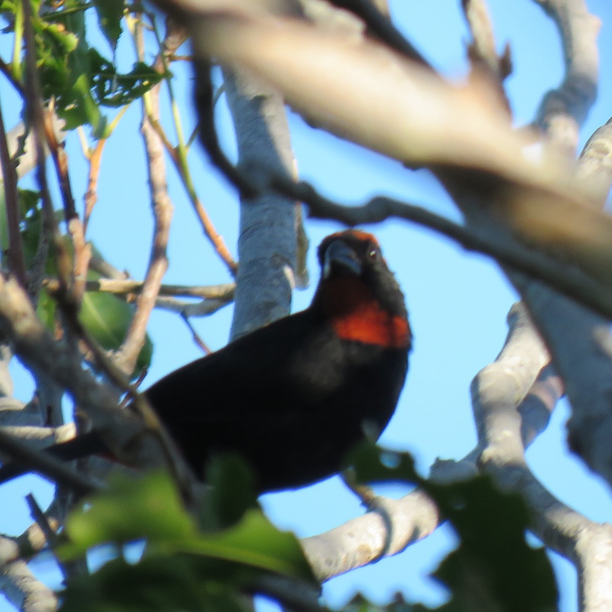 Puerto Rican Bullfinch - ML612792428