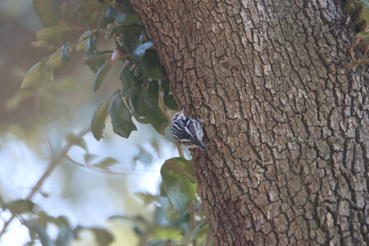 Black-and-white Warbler - ML612792460
