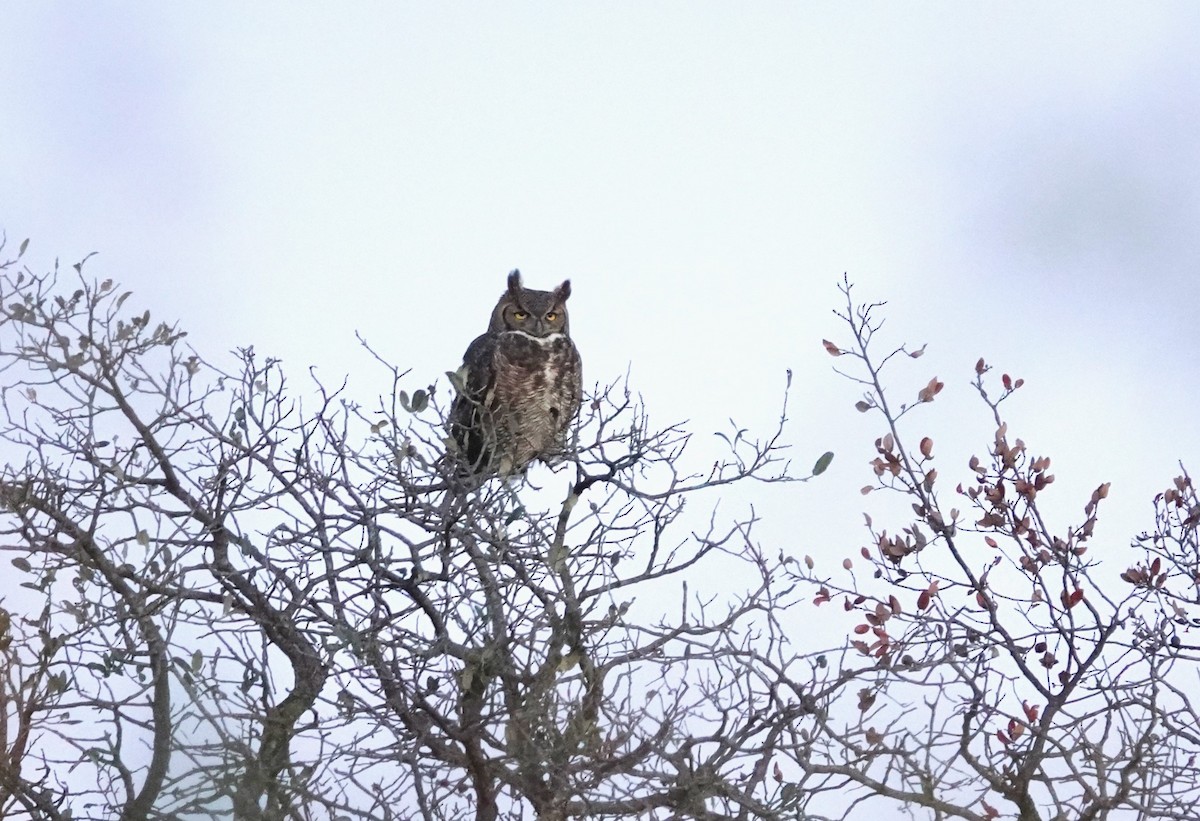 Great Horned Owl - ML612792464