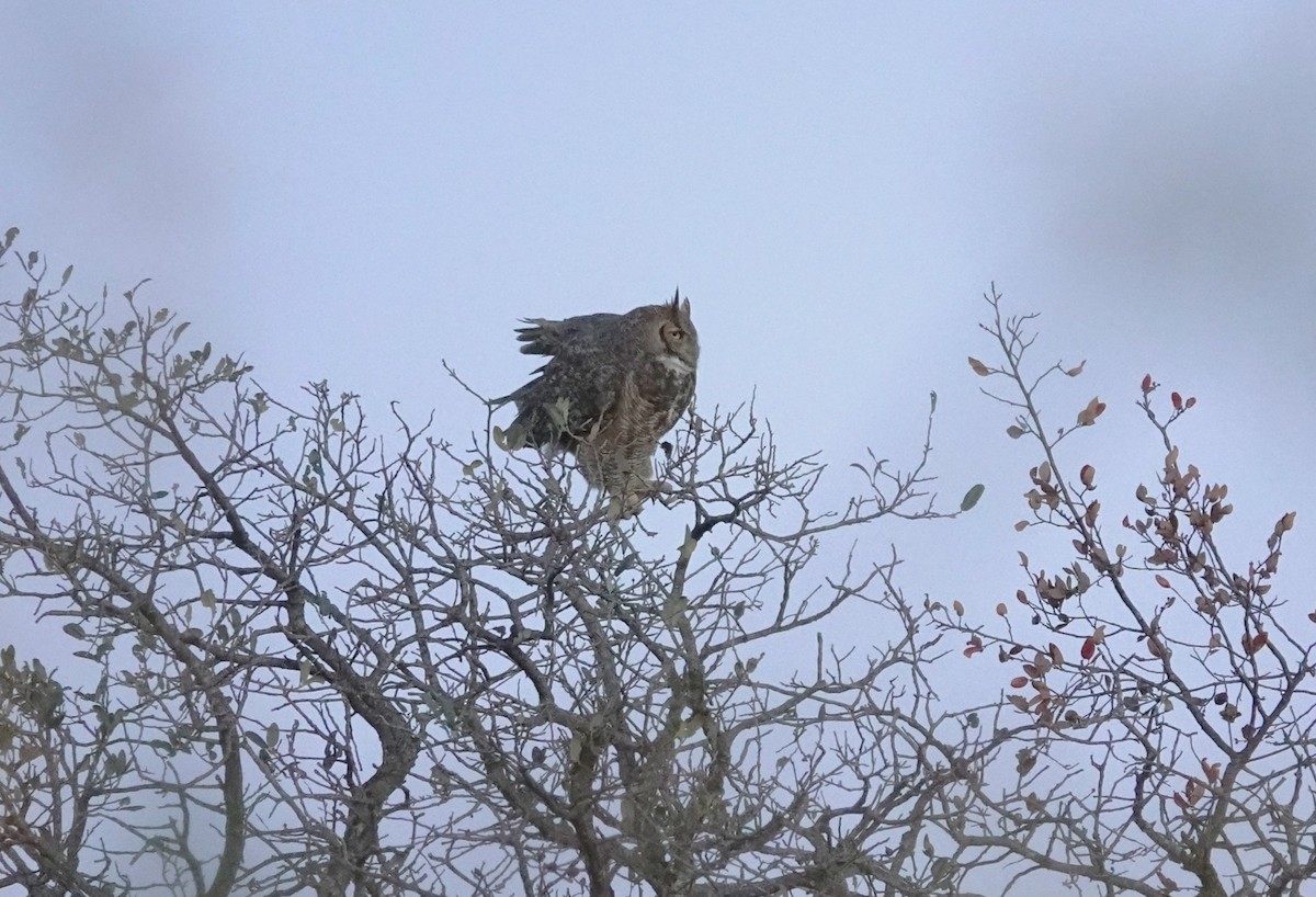 Great Horned Owl - ML612792476