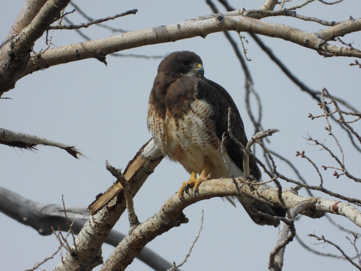 Swainson's Hawk - ML612792484