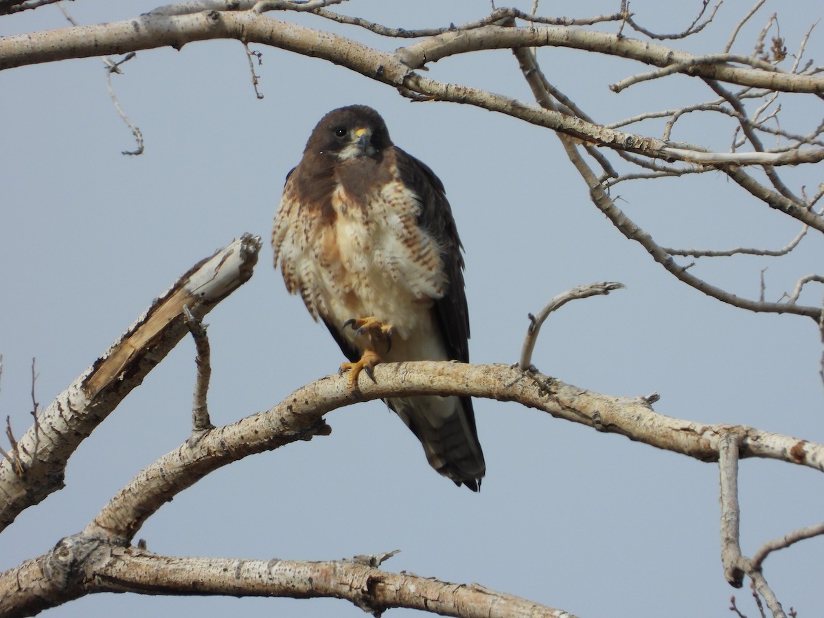 Swainson's Hawk - ML612792485