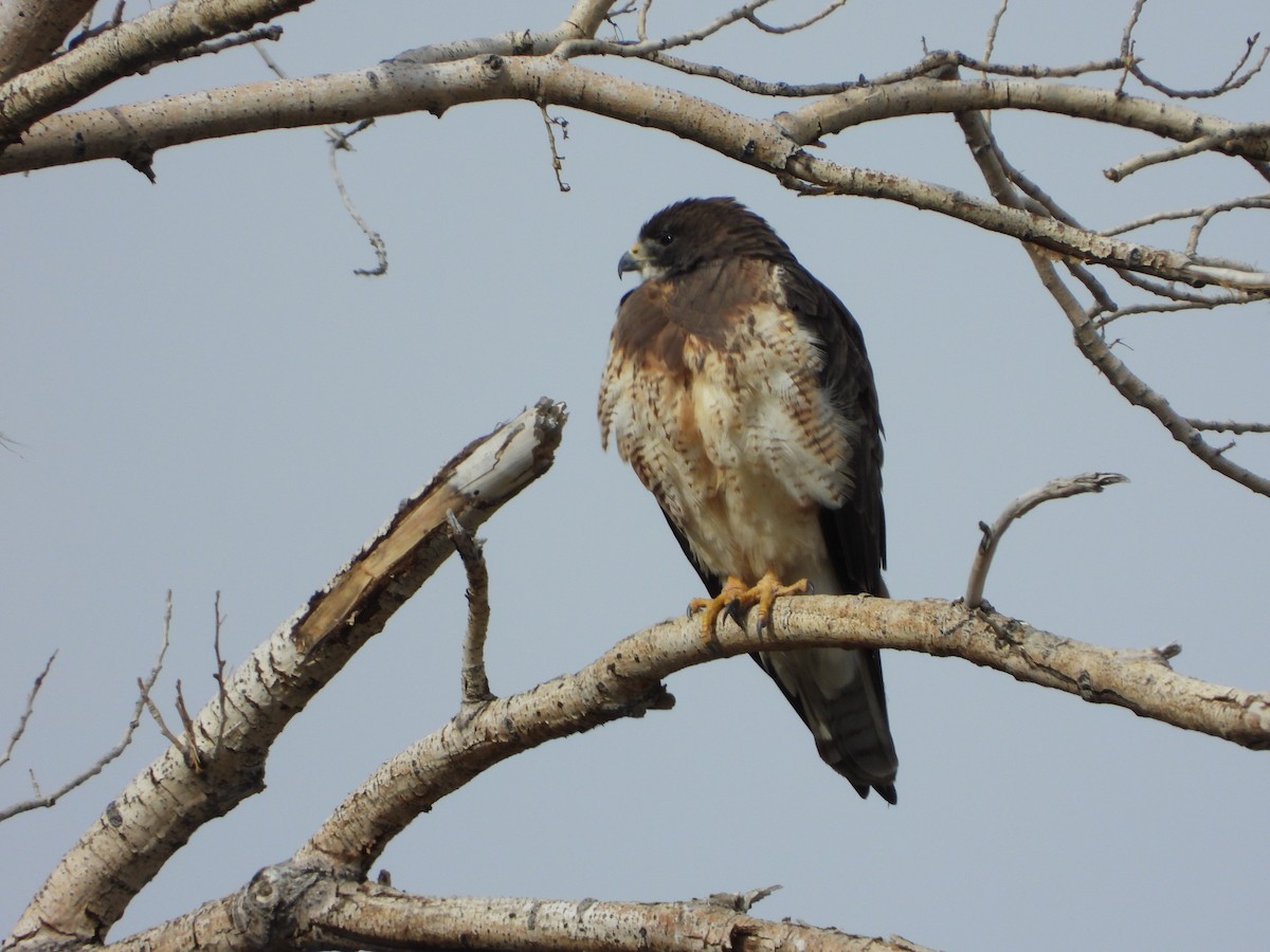 Swainson's Hawk - ML612792486