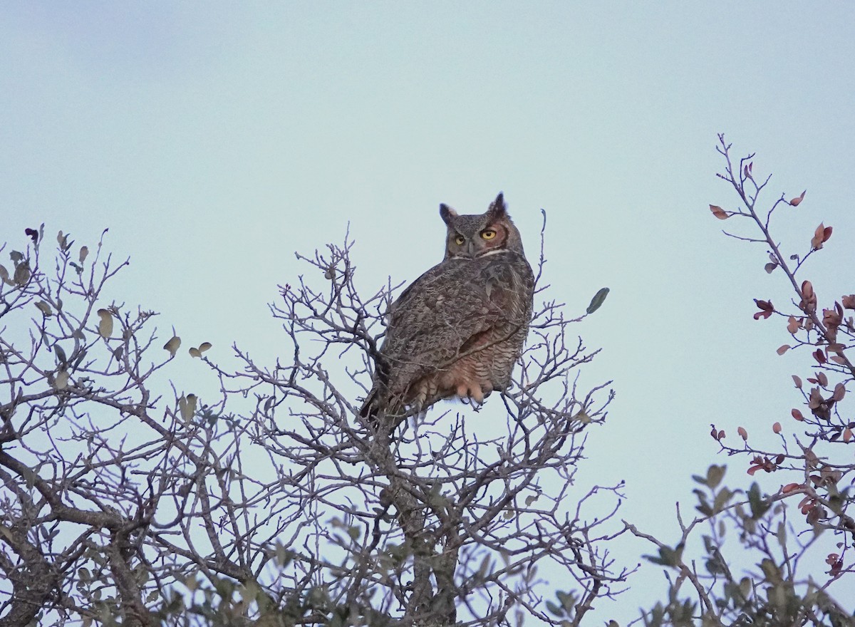 Great Horned Owl - Doug Willick