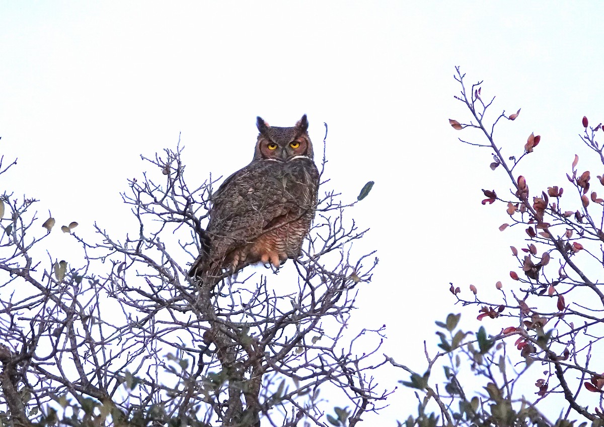 Great Horned Owl - ML612792491