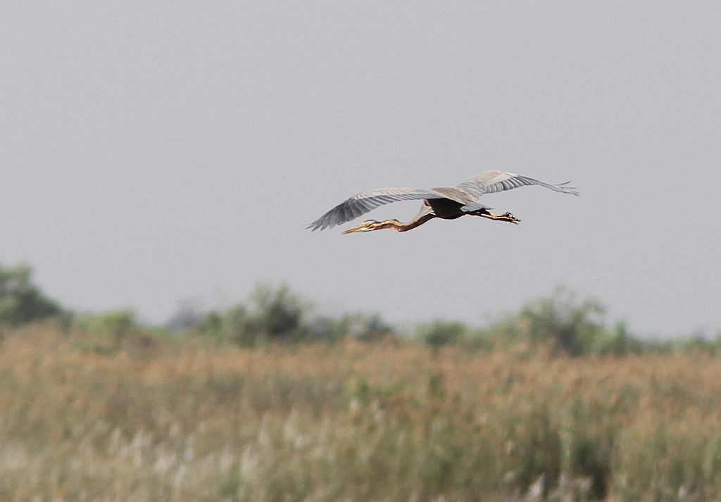 Purple Heron - Petri Salakka