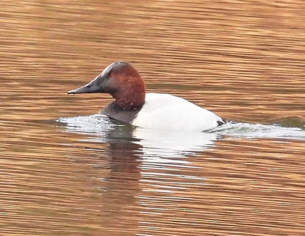 Canvasback - ML612792573