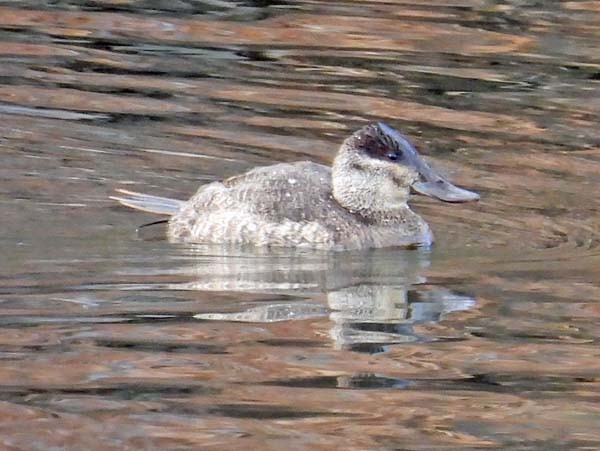 Ruddy Duck - ML612792651