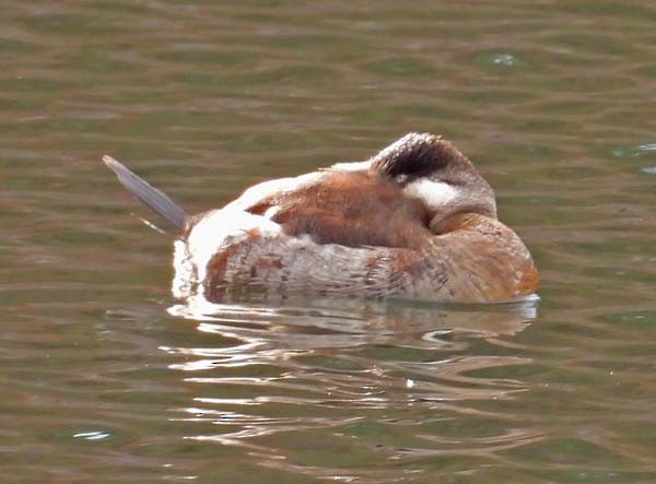 Ruddy Duck - ML612792653