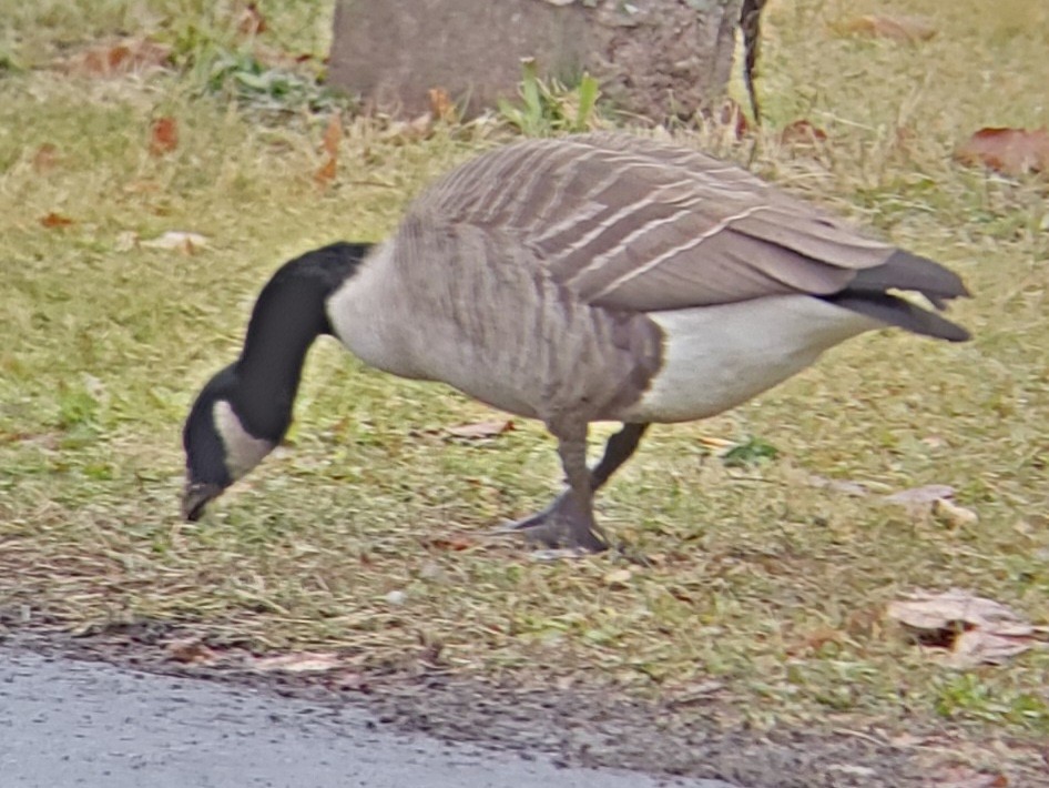 Cackling/Canada Goose - ML612792690