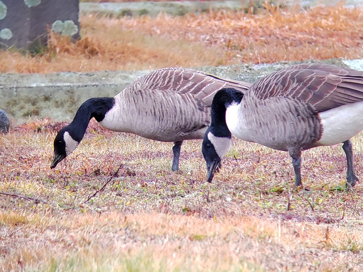 Cackling/Canada Goose - ML612792691