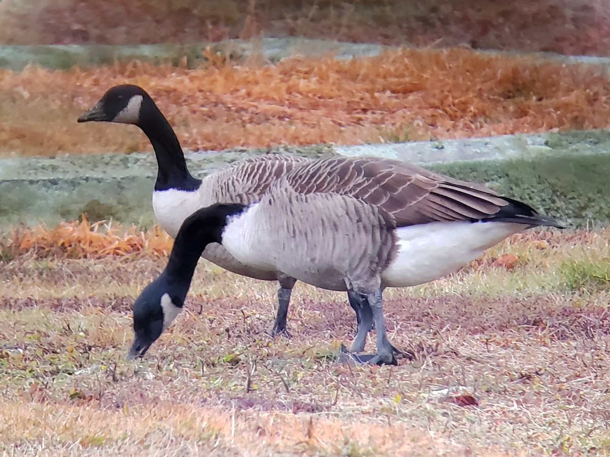 Cackling/Canada Goose - ML612792692