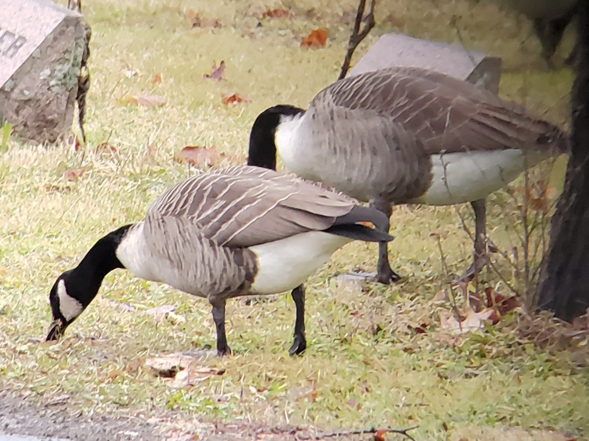 Cackling/Canada Goose - ML612792693