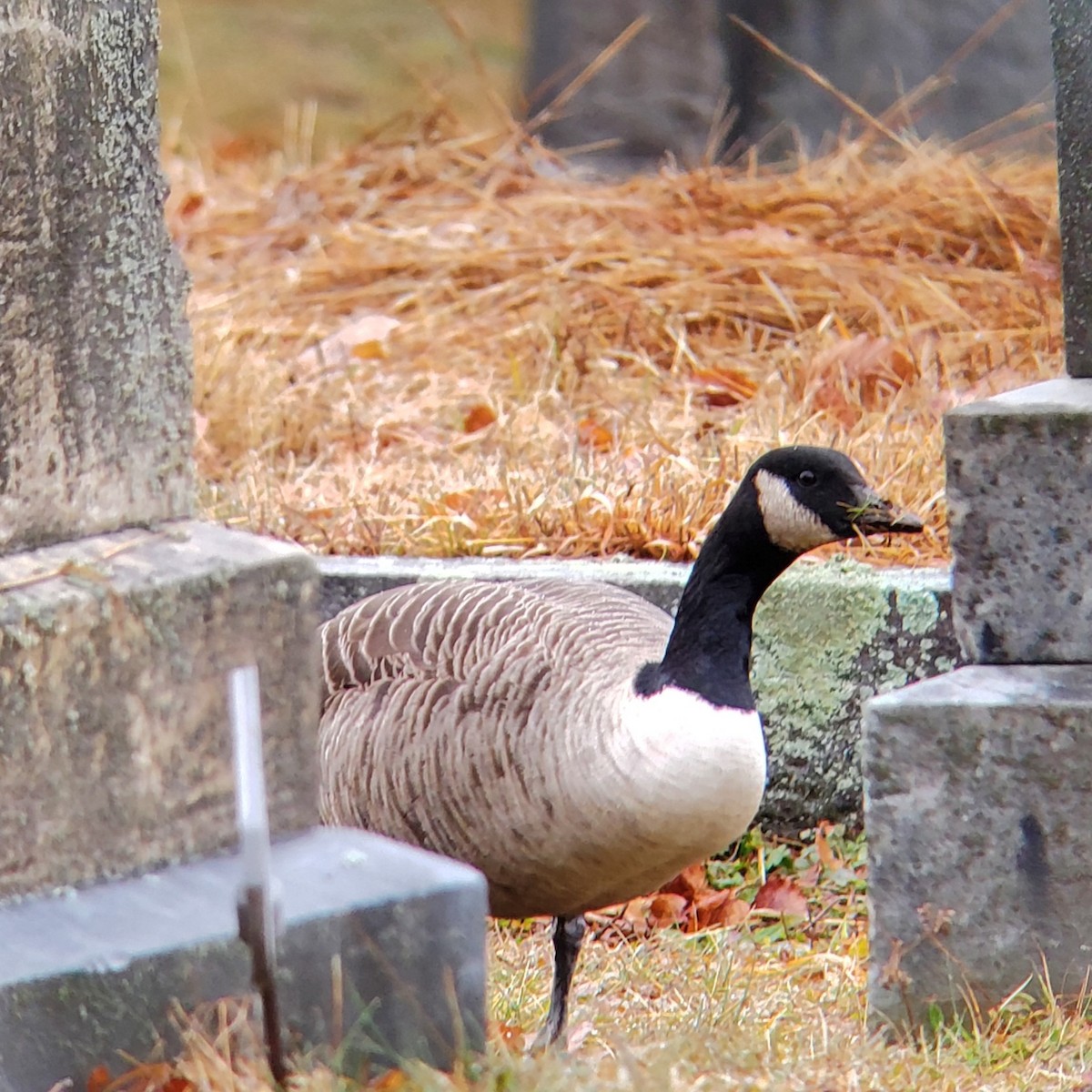 Cackling/Canada Goose - ML612792694