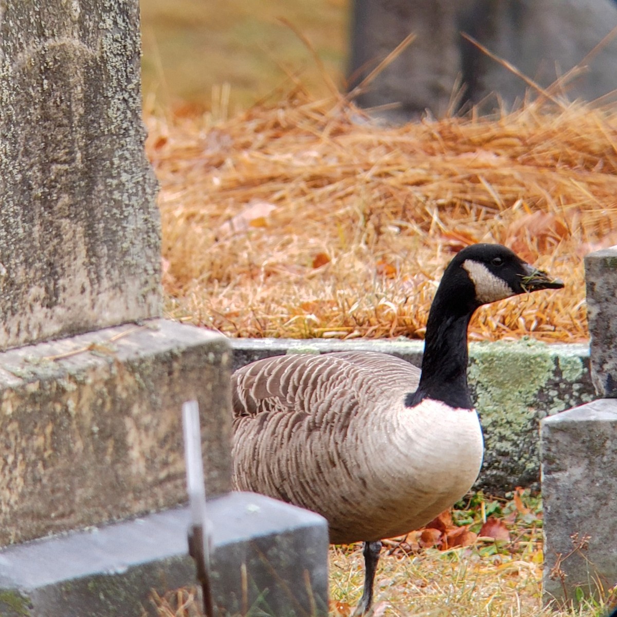 Cackling/Canada Goose - ML612792695