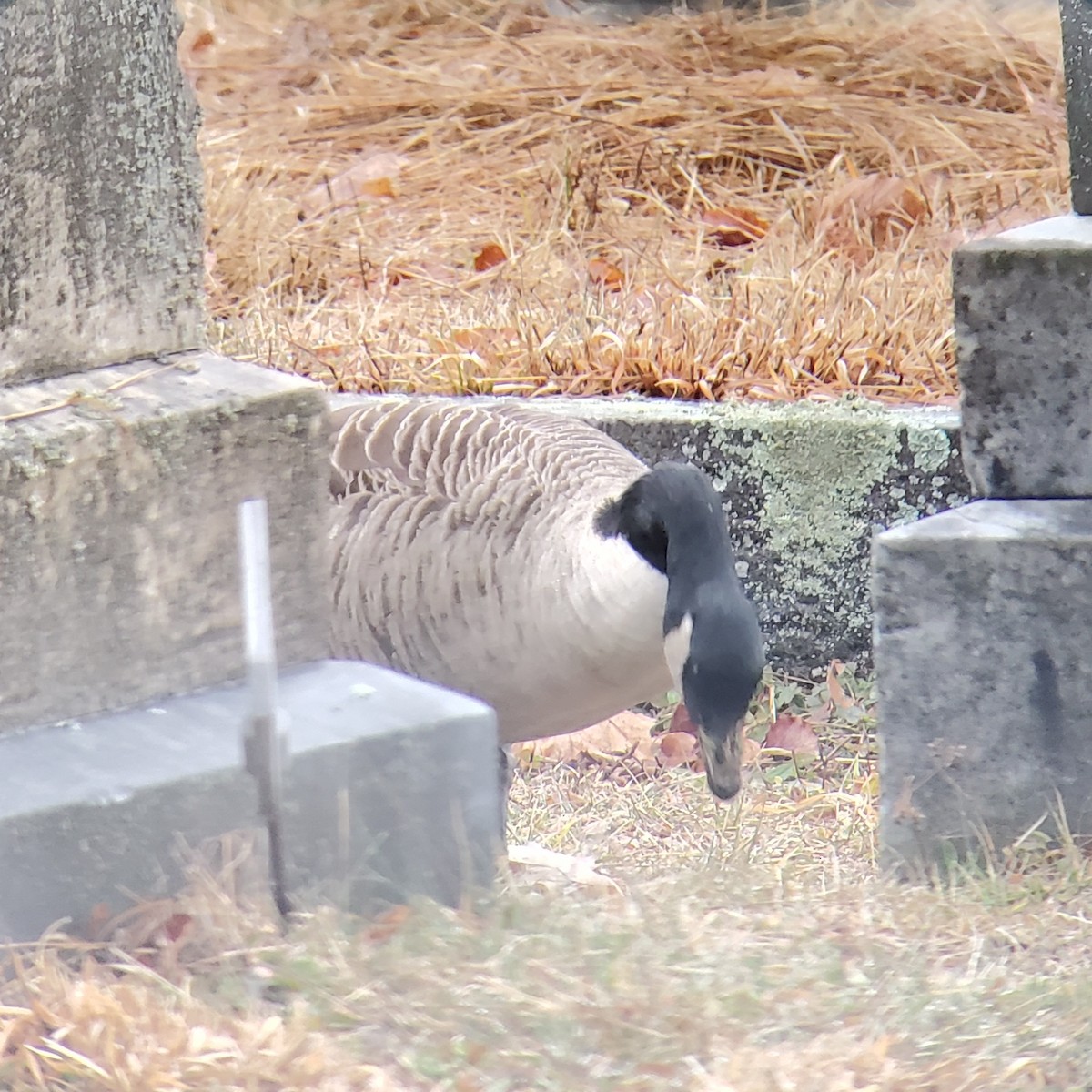 Cackling/Canada Goose - ML612792696
