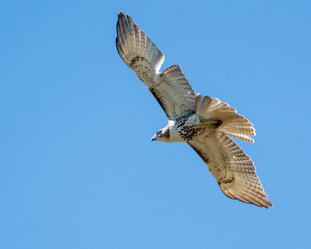 Red-tailed Hawk - ML612792745