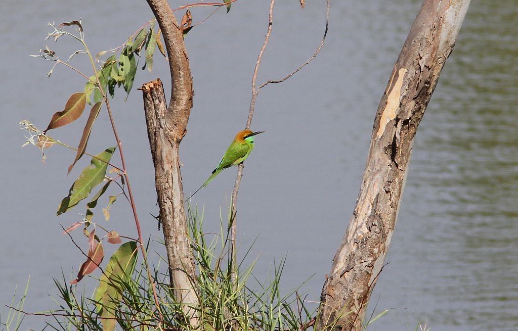 Asian Green Bee-eater - Petri Salakka