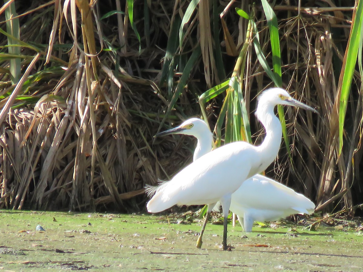 Snowy Egret - ML612792866