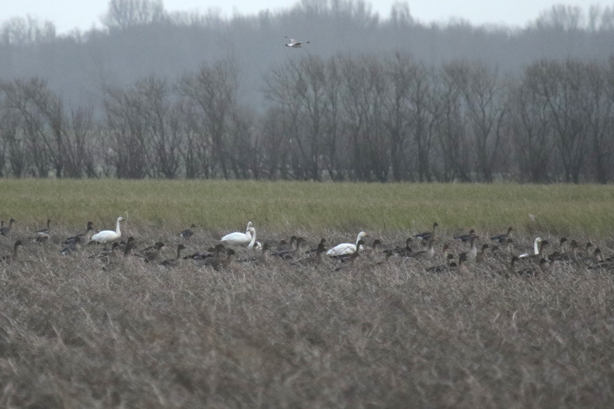 Tundra Swan - ML612792893