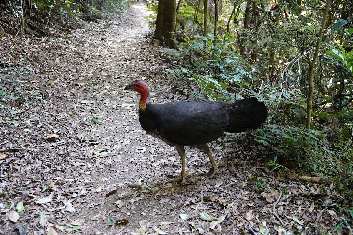 Talégalo Cabecirrojo - ML612792927