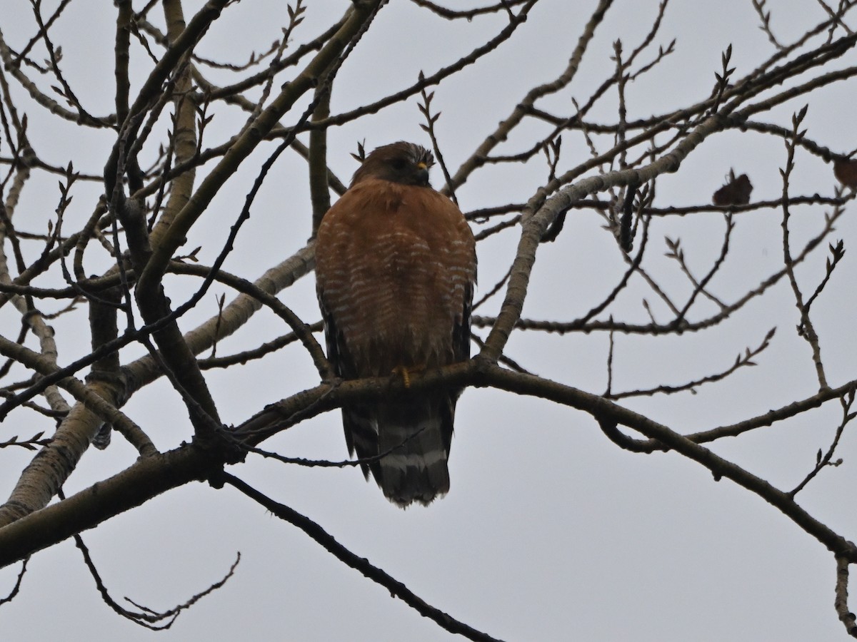 Red-shouldered Hawk - ML612792968