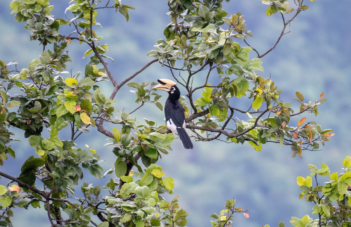 Oriental Pied-Hornbill - ML612793019