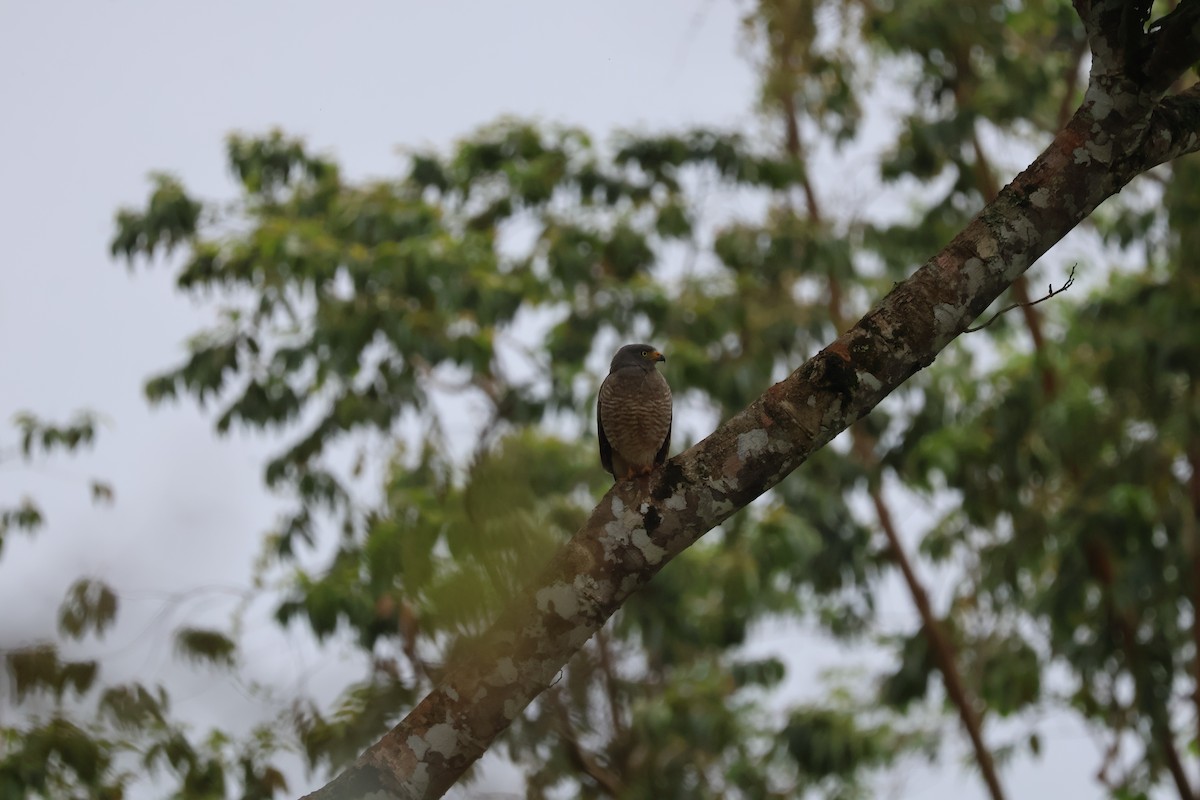 Roadside Hawk - ML612793108