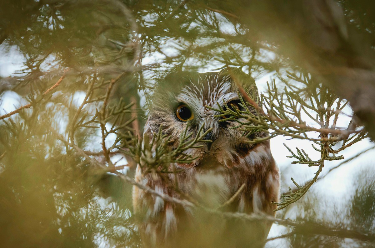 sýc americký - ML612793145