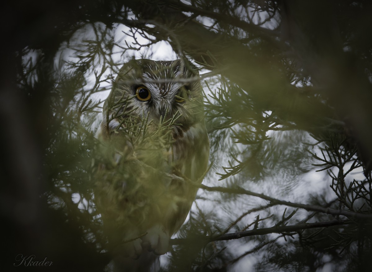 sýc americký - ML612793150