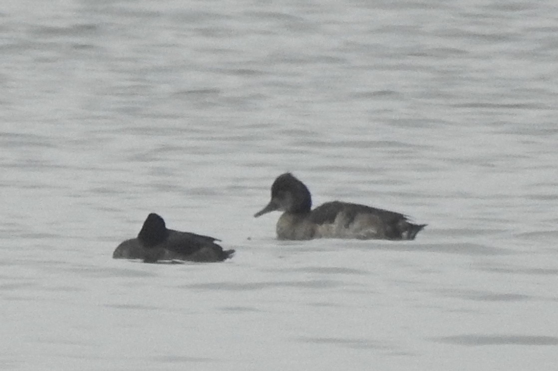 Red-crested Pochard x Tufted Duck (hybrid) - ML612793230