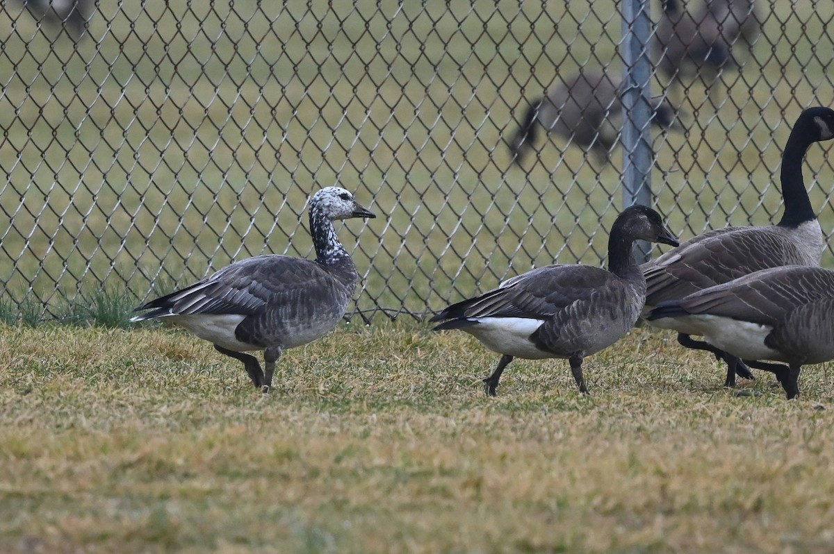 Snow x Canada Goose (hybrid) - Dan O'Brien