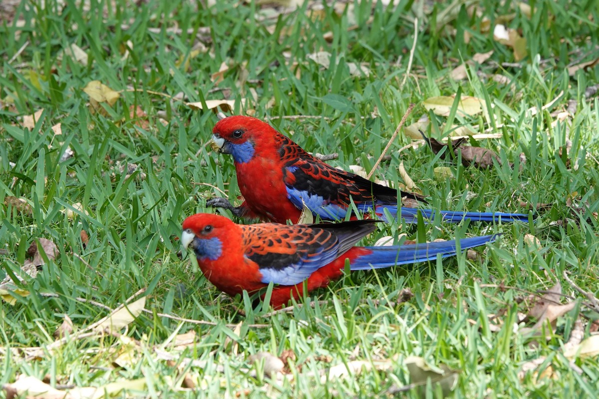 Crimson Rosella (Crimson) - ML612793269