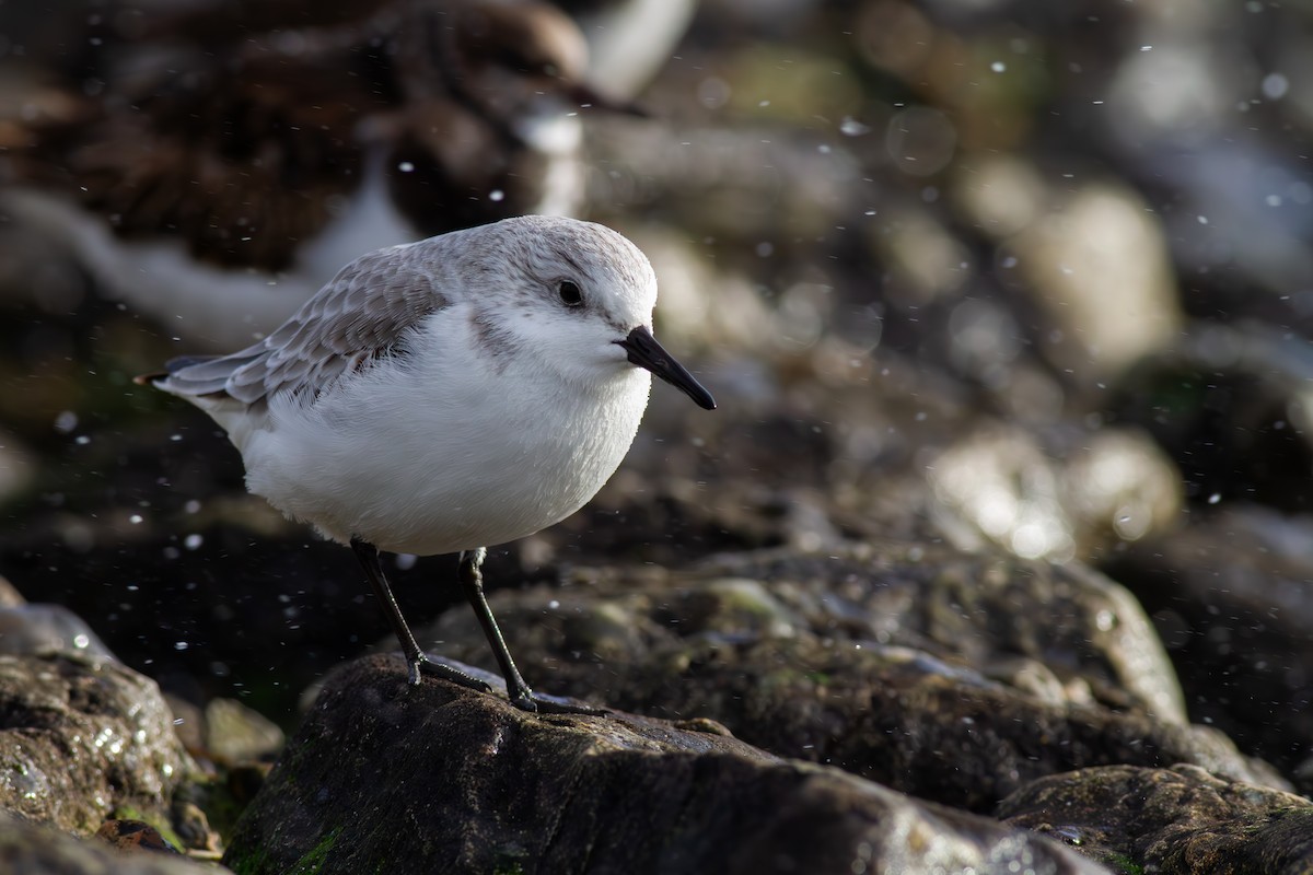 Sanderling - ML612793353