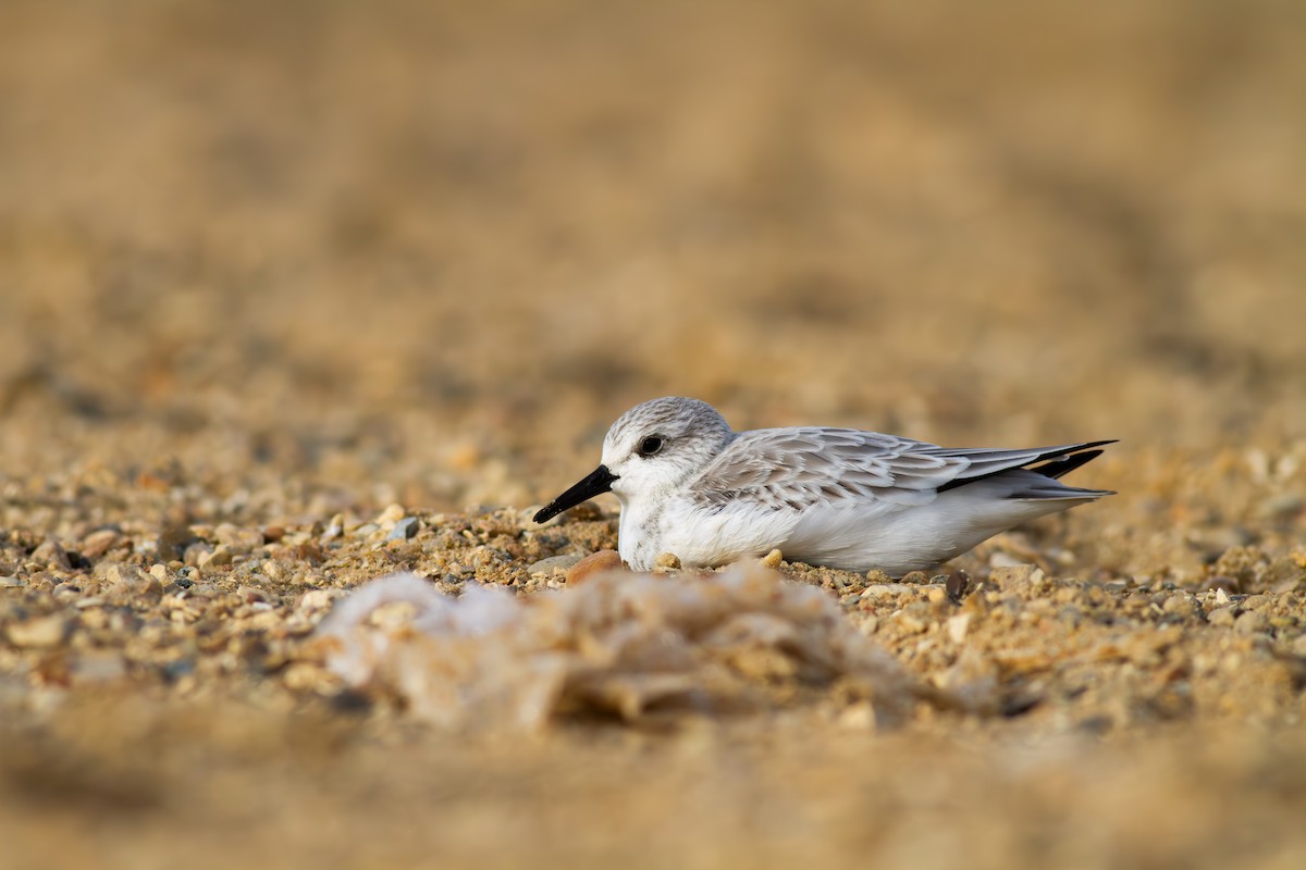 Sanderling - ML612793354