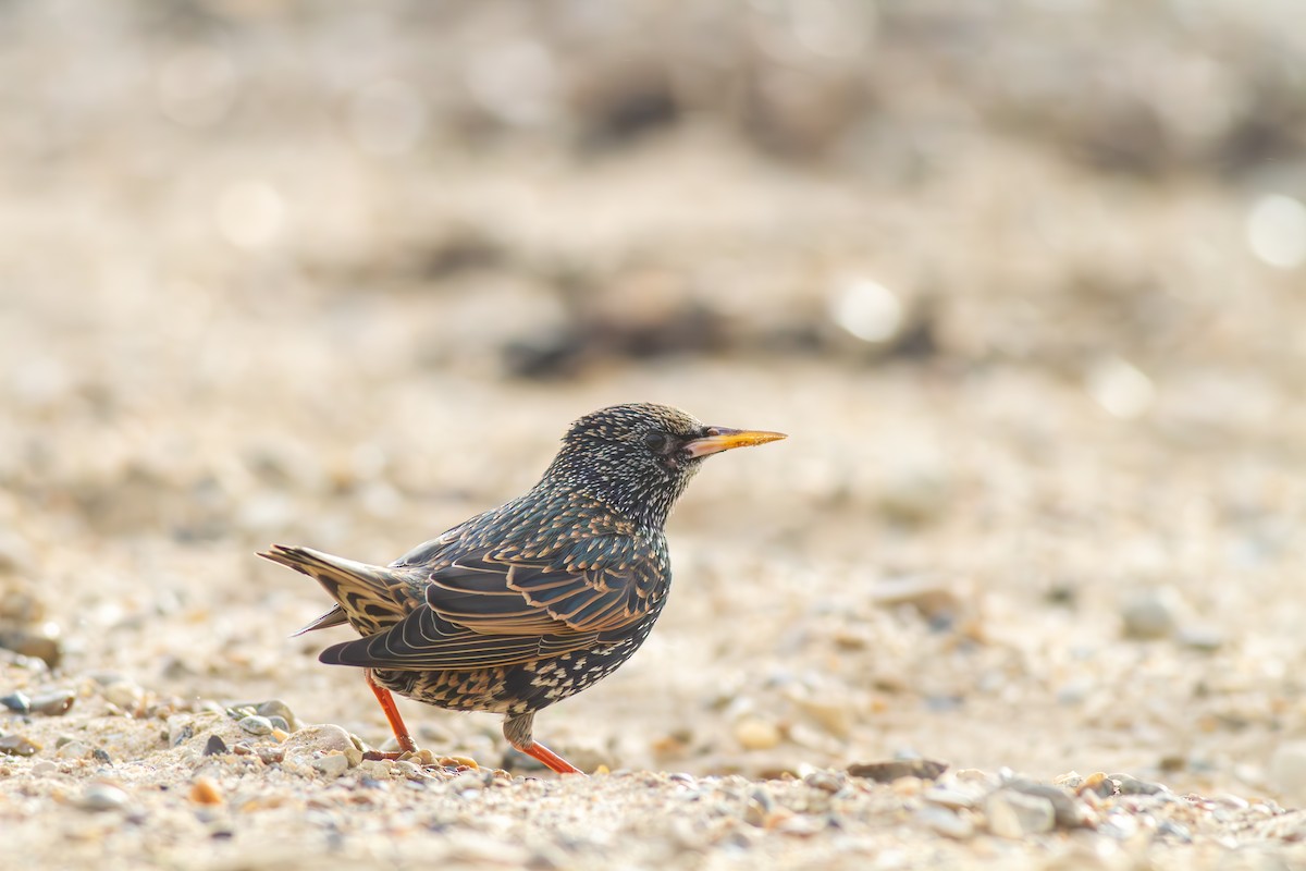 European Starling - ML612793356