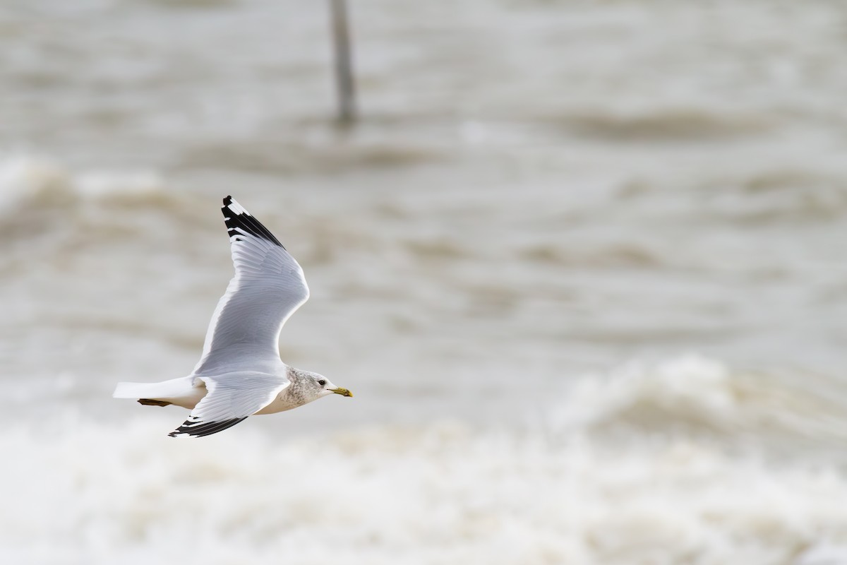 Common Gull - ML612793359