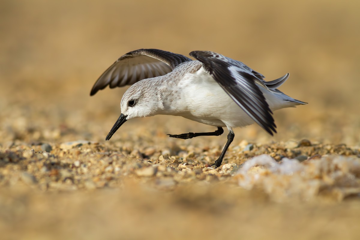 Sanderling - ML612793369