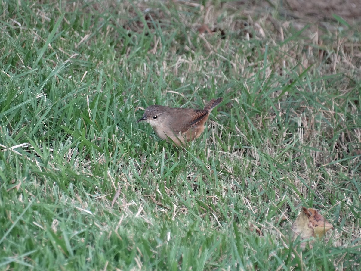 House Wren - ML612793516