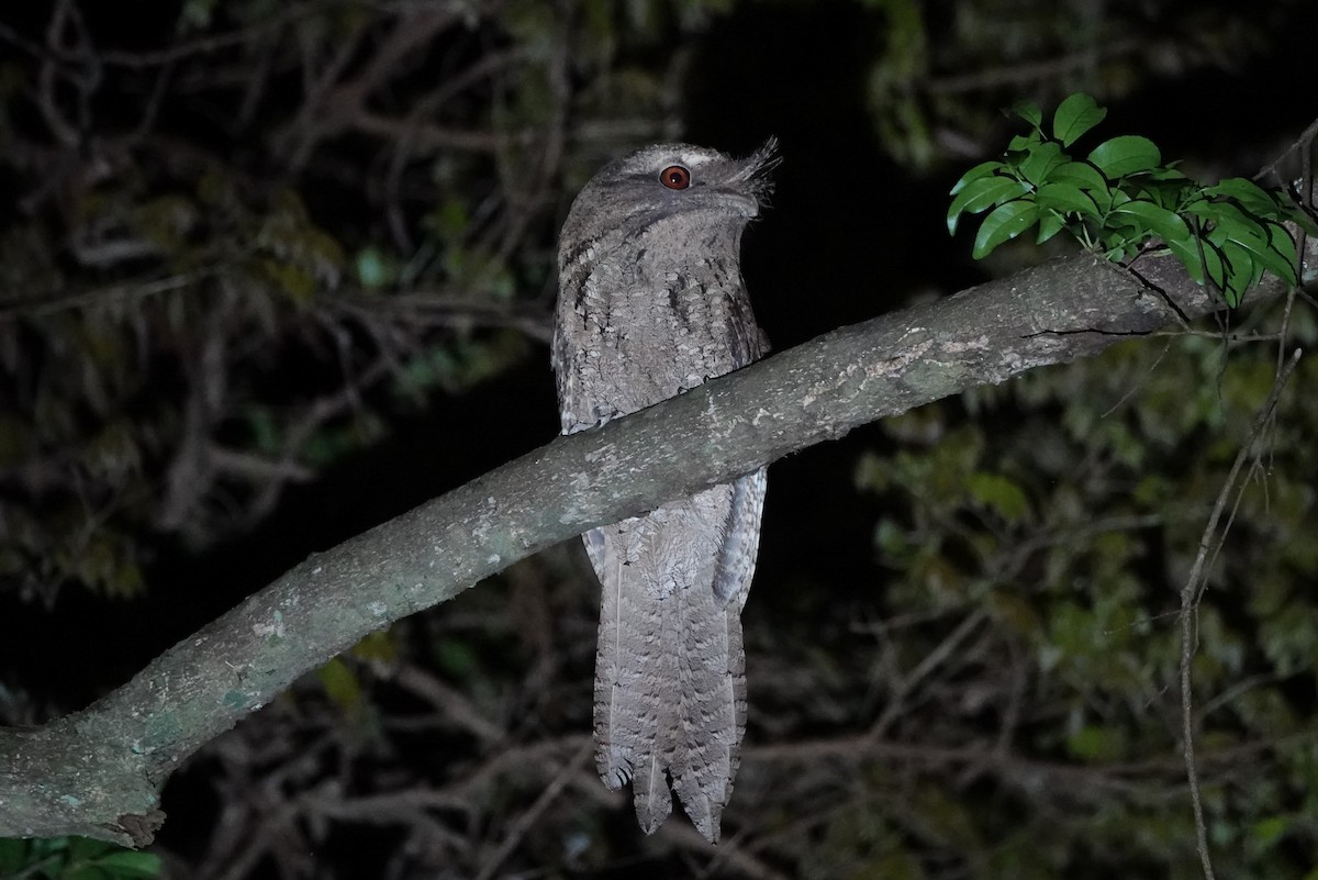 Marbled Frogmouth - ML612793521