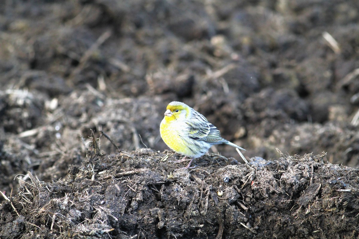 Island Canary - Carlos Pereira