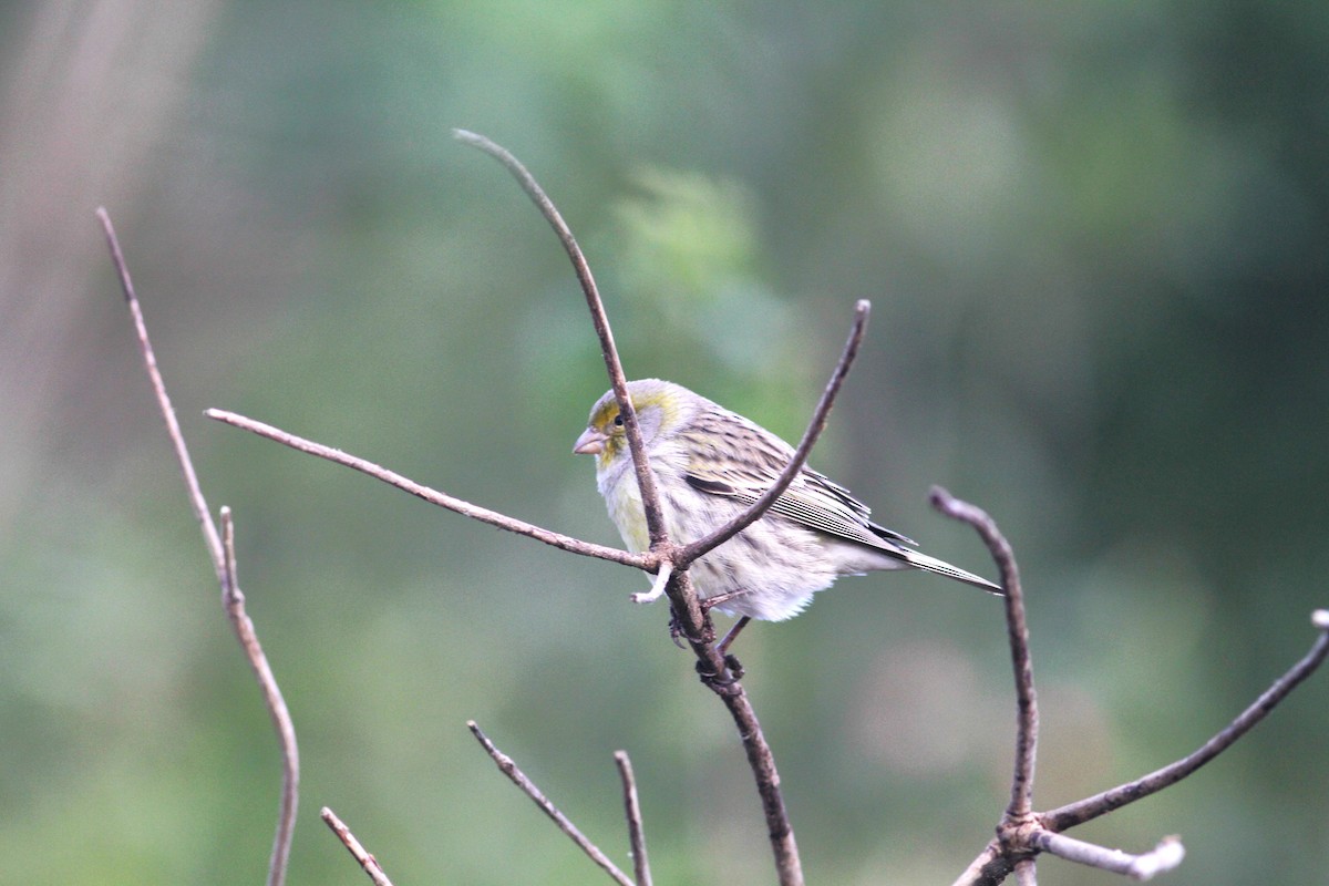 Island Canary - Carlos Pereira