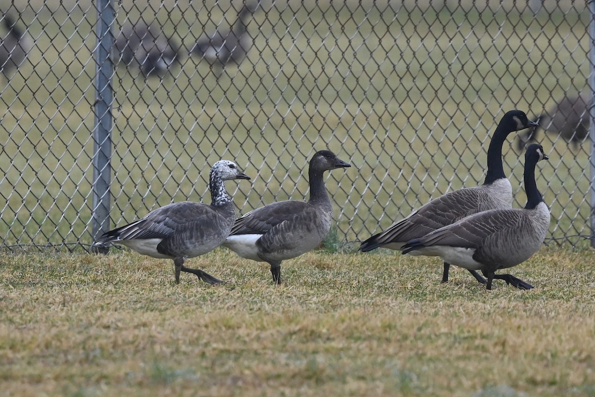 Snow x Canada Goose (hybrid) - ML612793700