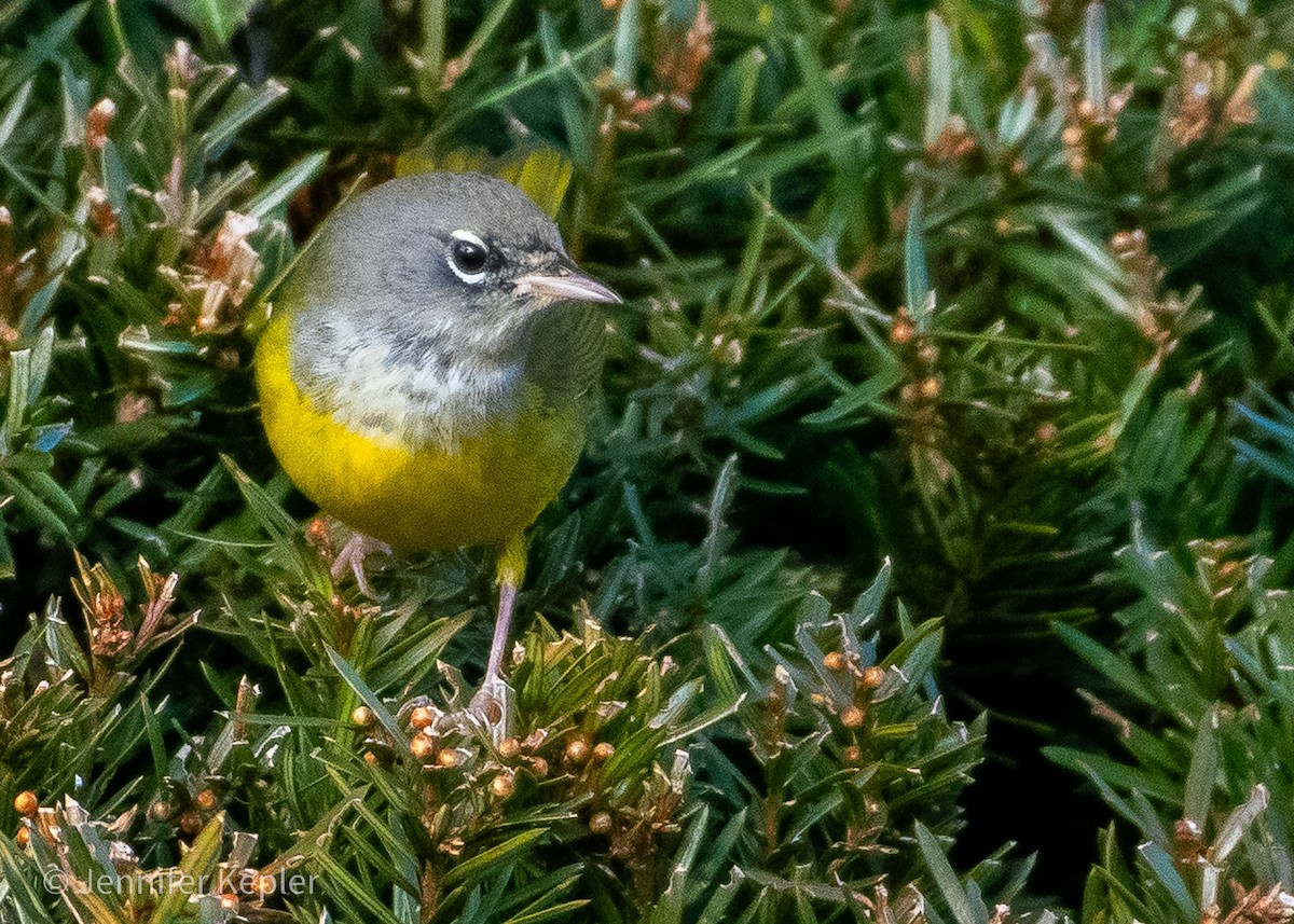 MacGillivray's Warbler - ML612793763