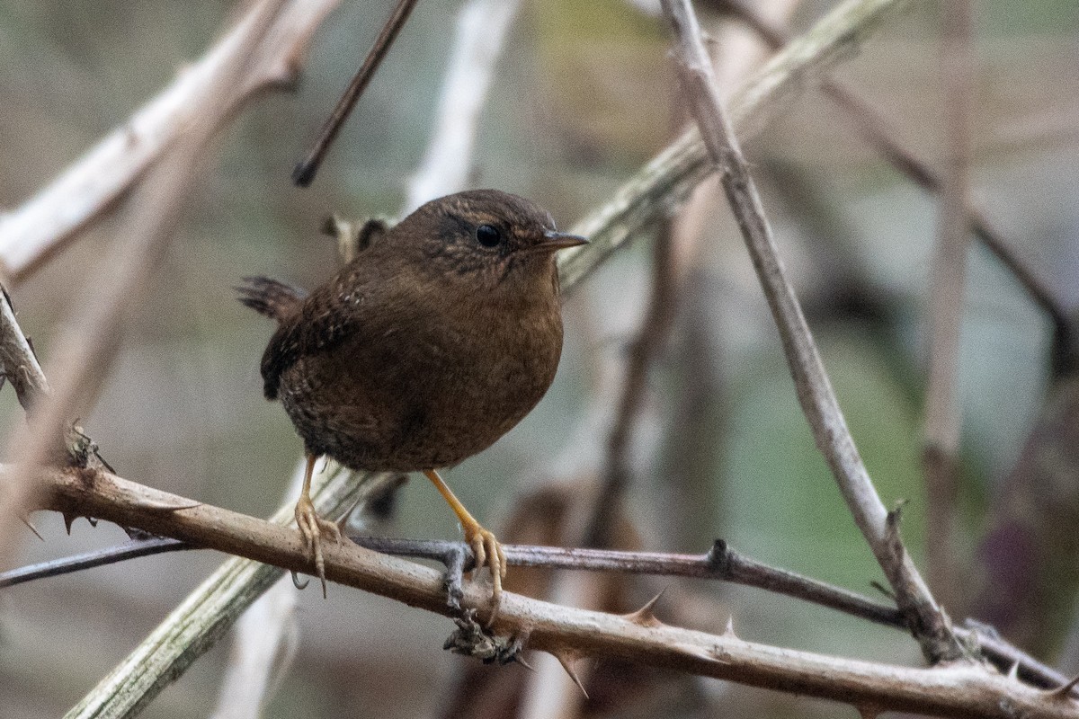 Pacific Wren - ML612793815