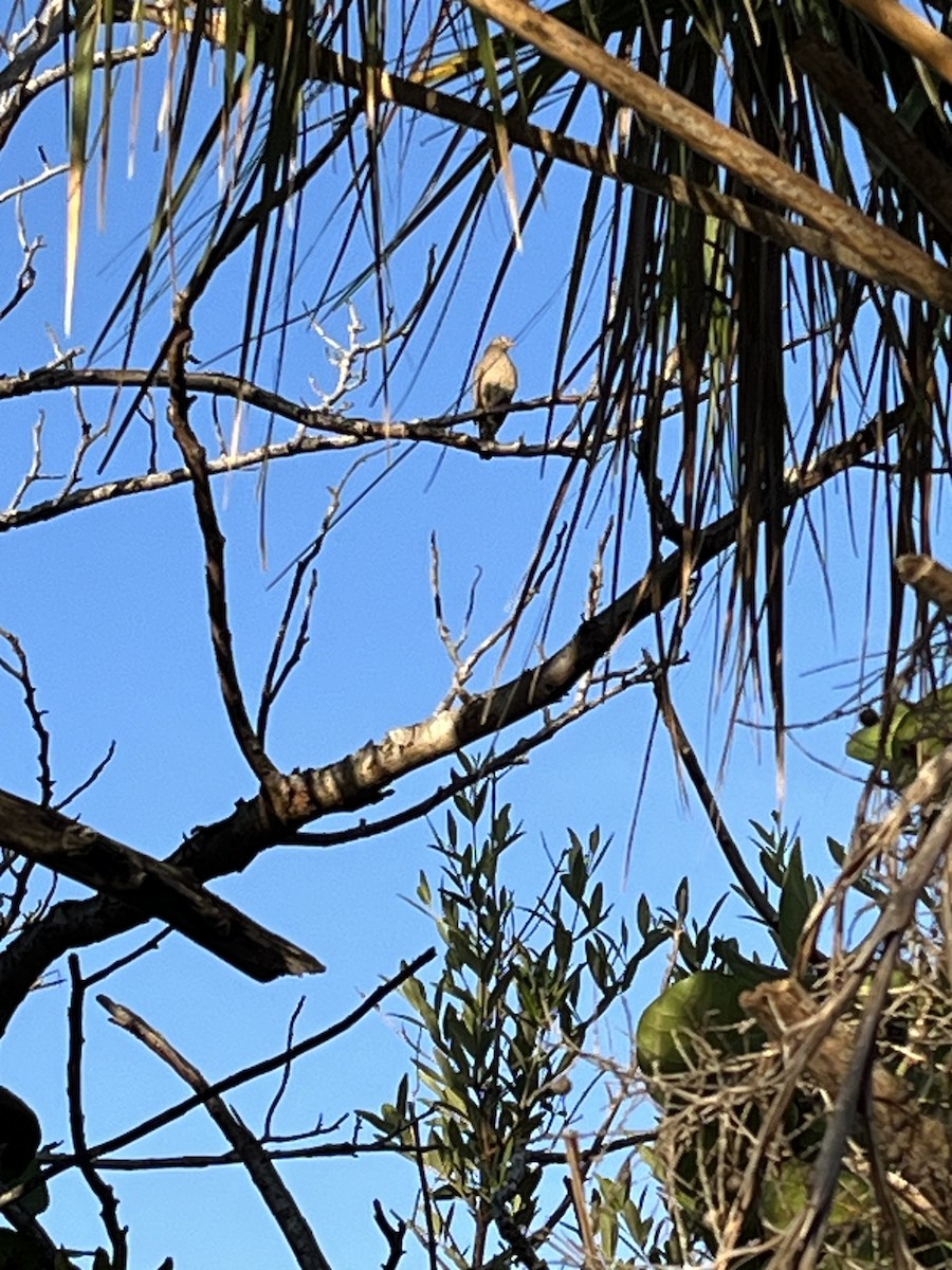 Common Ground Dove - ML612793941