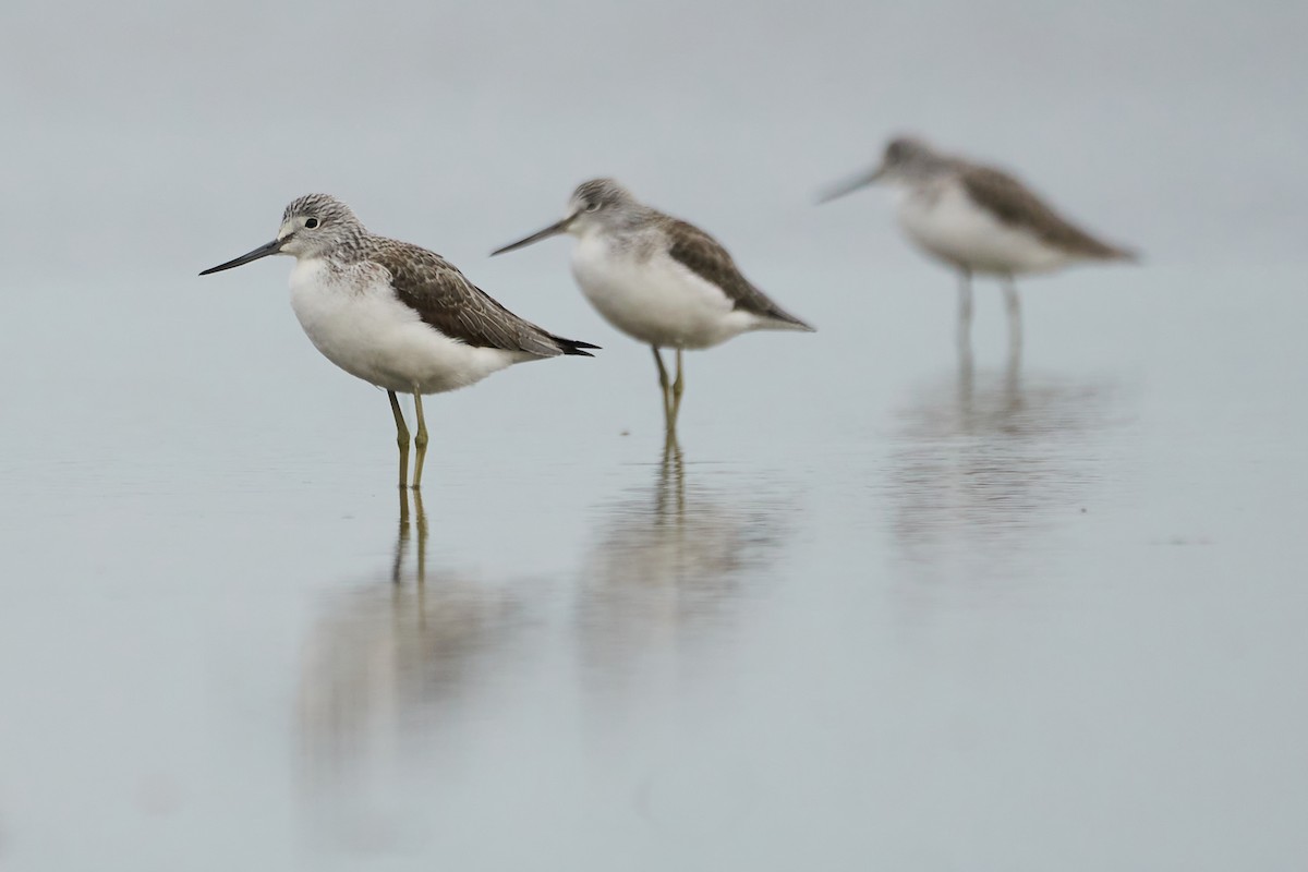 Common Greenshank - ML612794082