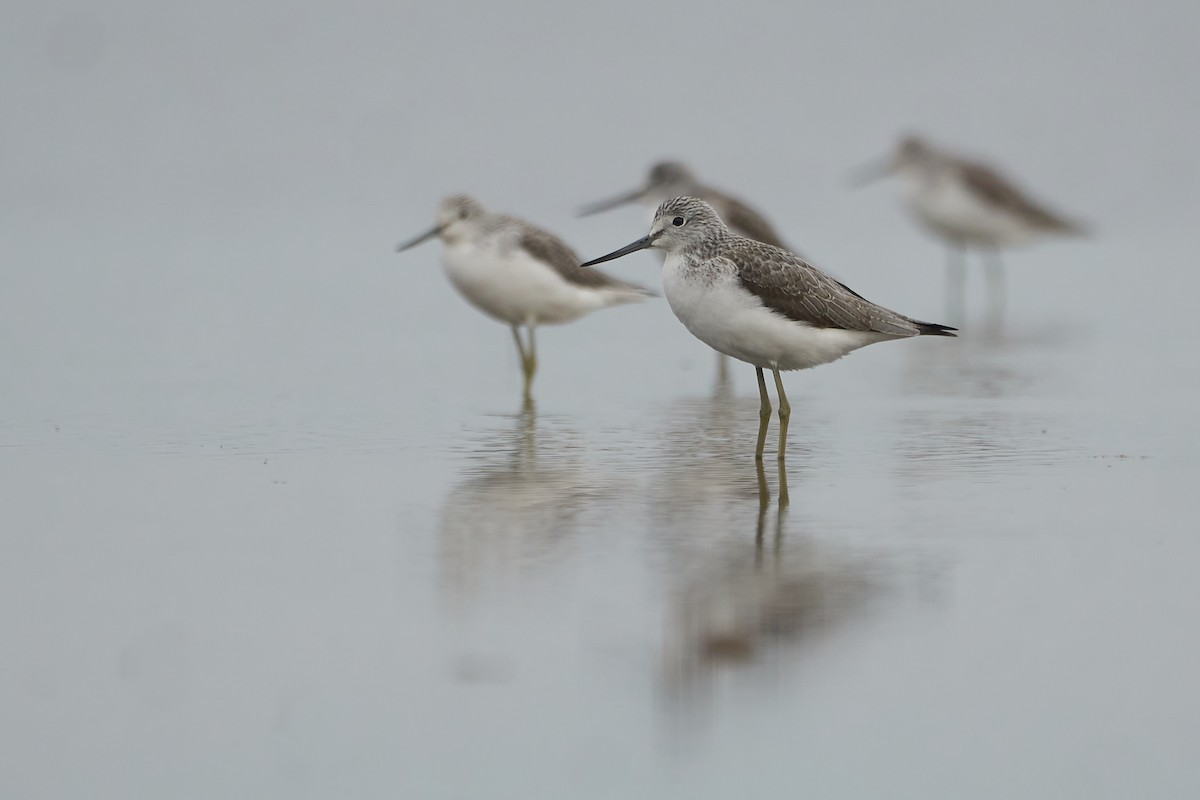 Common Greenshank - ML612794083