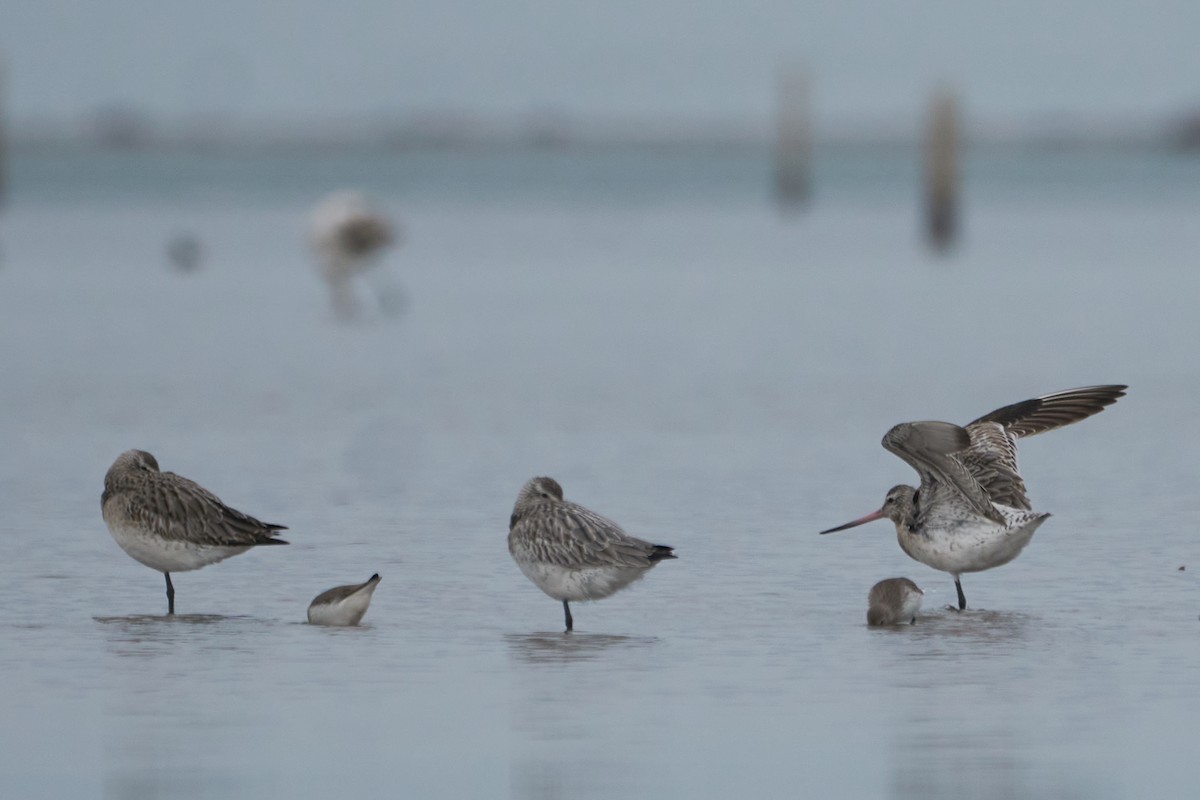 Bar-tailed Godwit - ML612794103